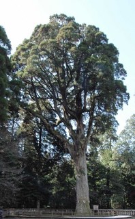 jingu3.jpg